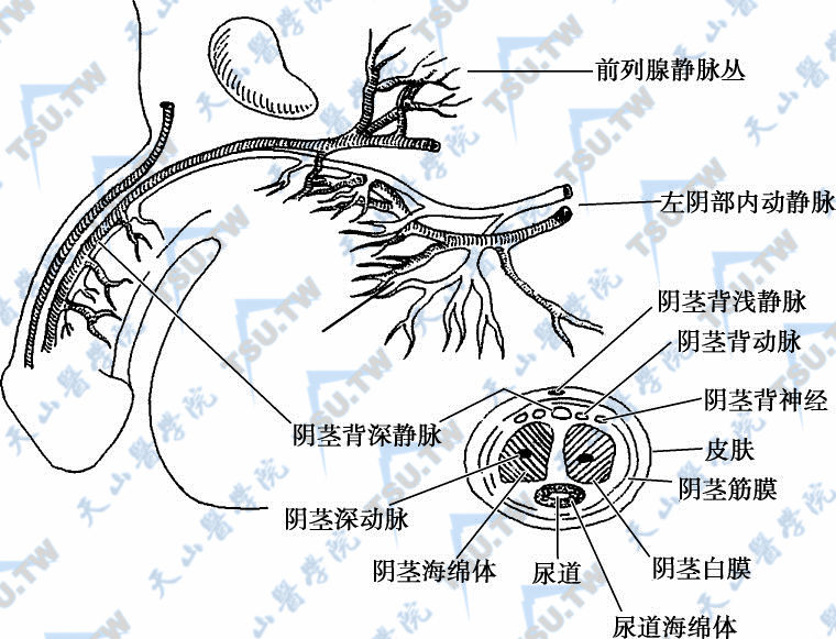 前后尿道解剖图片