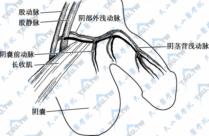 包皮、阴茎阴囊皮瓣在显微男科中的应用