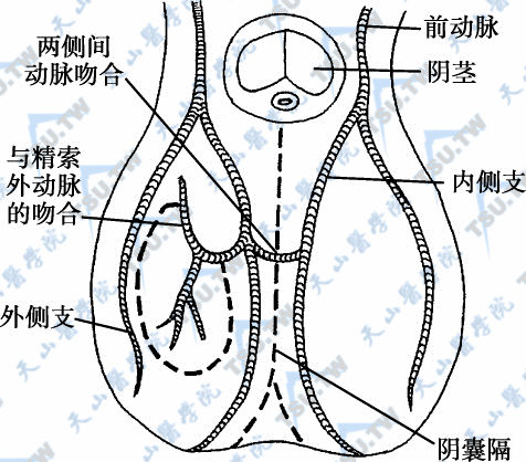 阴囊中隔皮瓣，阴囊前动脉