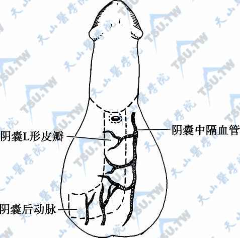 阴囊中隔皮瓣，阴囊后动脉 