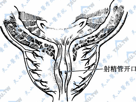 射精管开口 