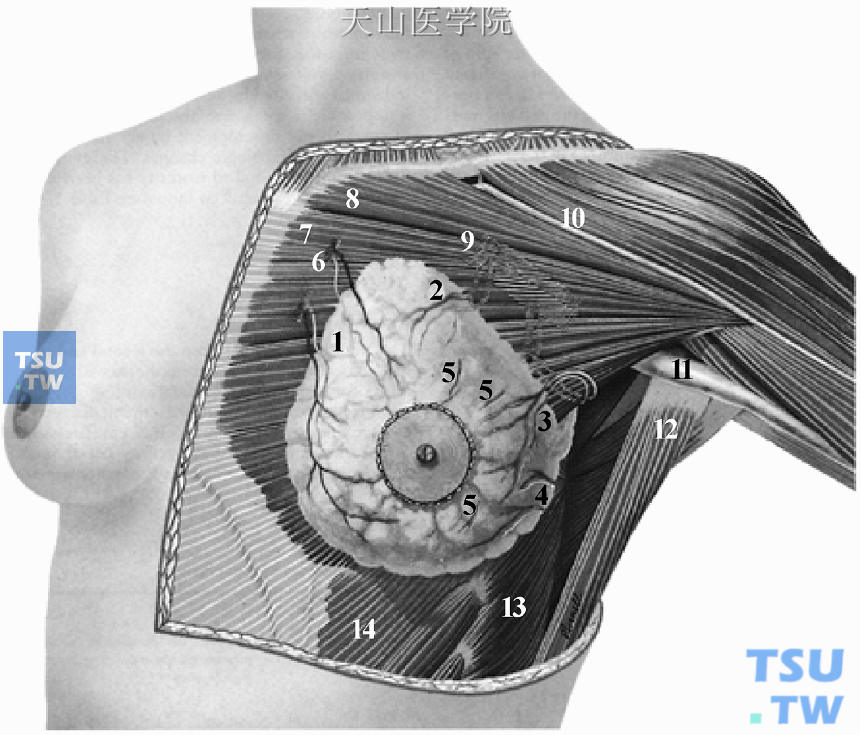 乳房解剖：形态学（外形及结构）