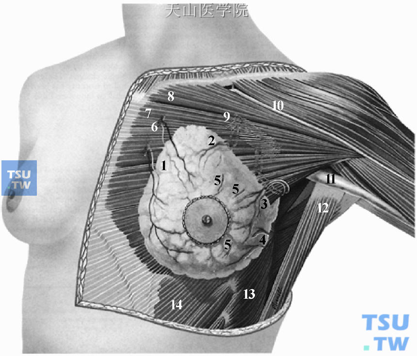 正常乳房外形和胸大肌解剖