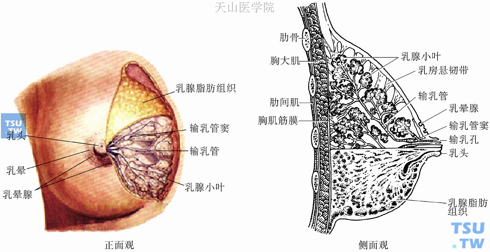 正常乳房结构