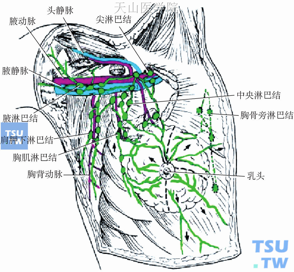 乳腺所属淋巴结