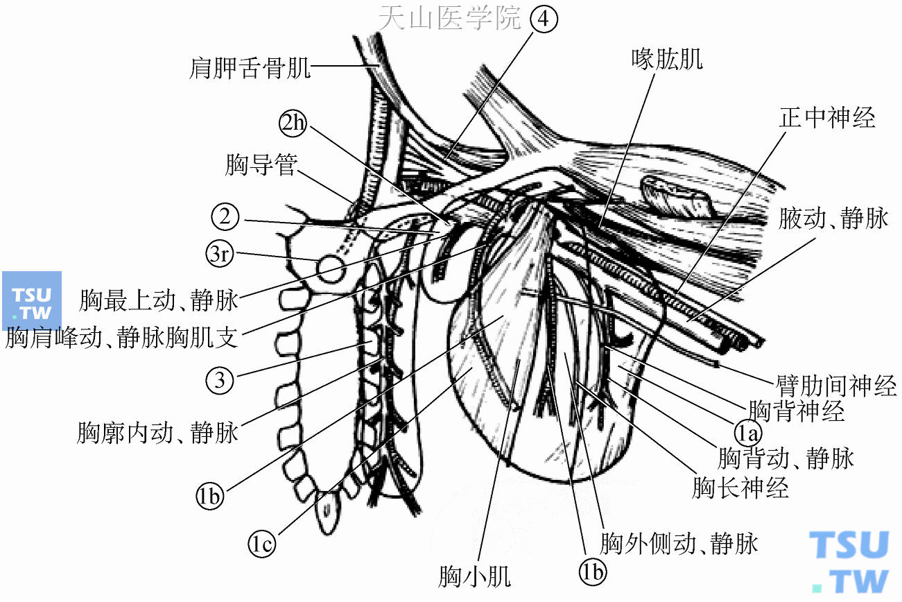 日本乳腺癌处理规约中的乳腺所属淋巴结