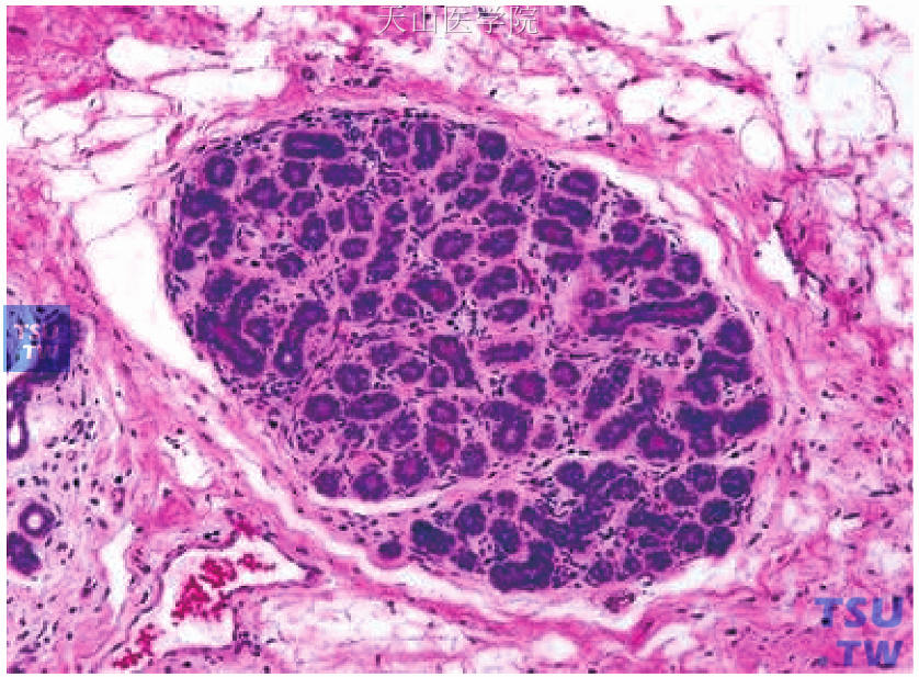 成年人乳房显微解剖