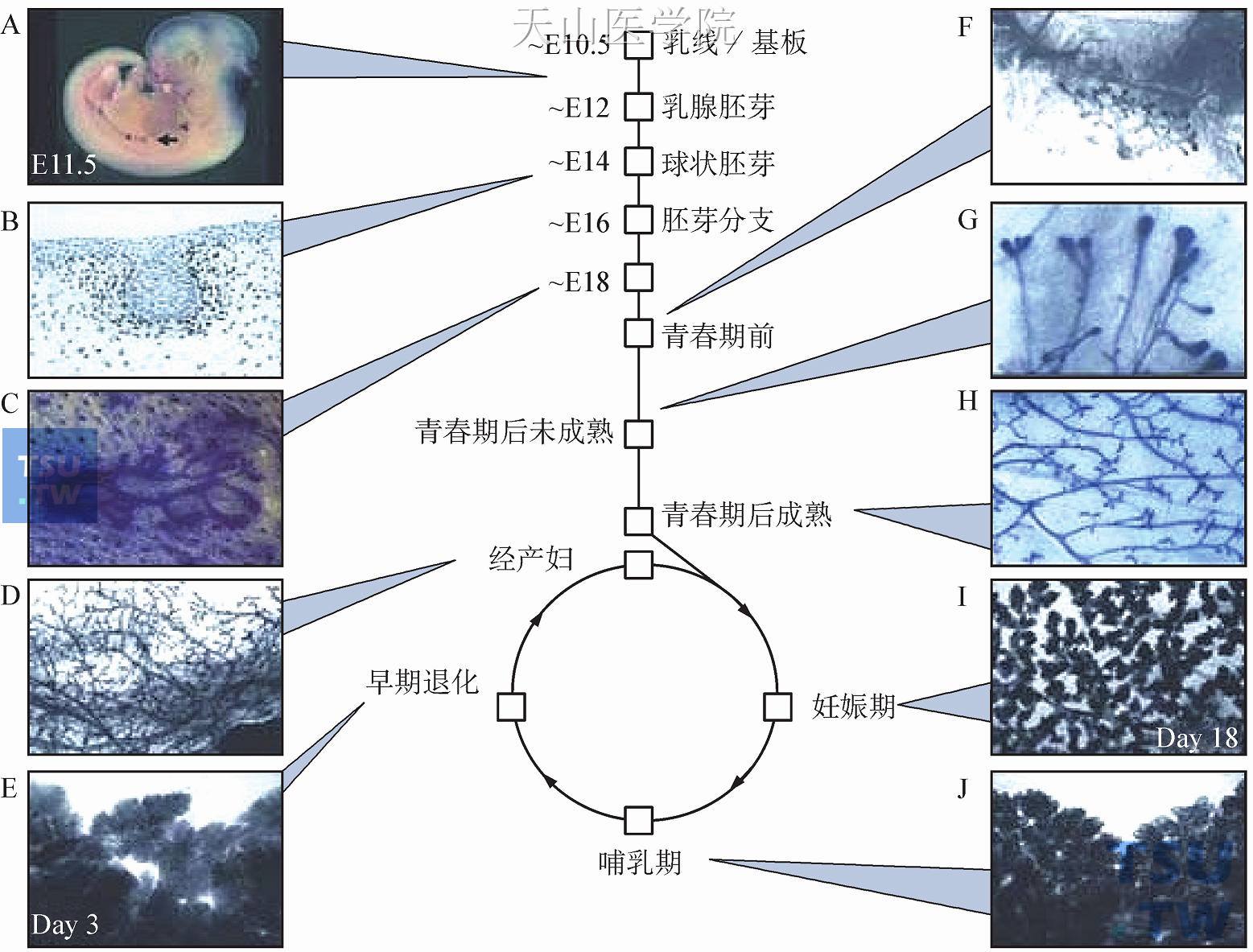 胚胎小鼠的乳腺发育