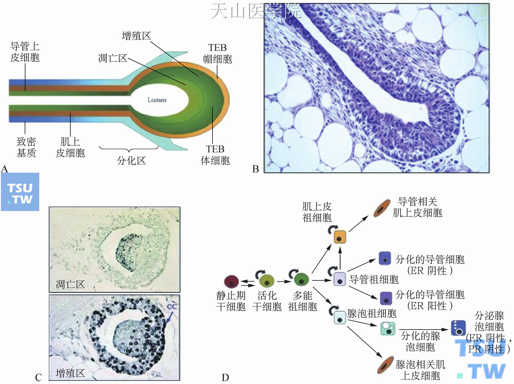 一、双胎-人体解剖学与组织胚胎学-医学