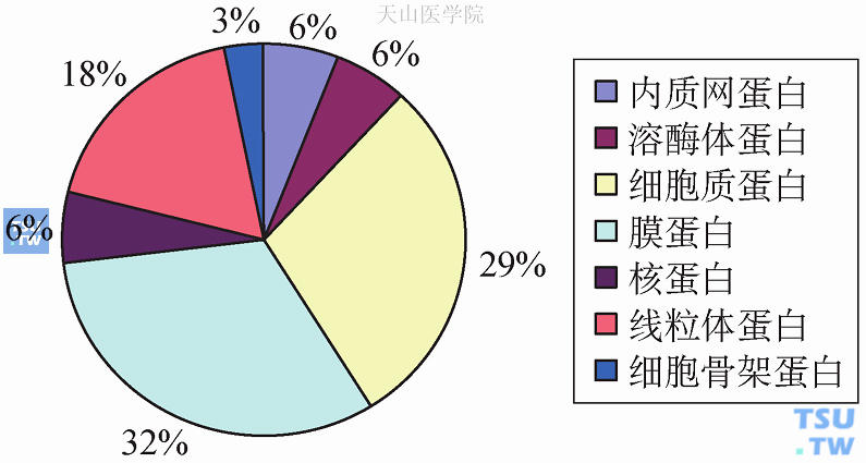 蛋白质组学与乳腺癌的发生发展、诊断、治疗及预后