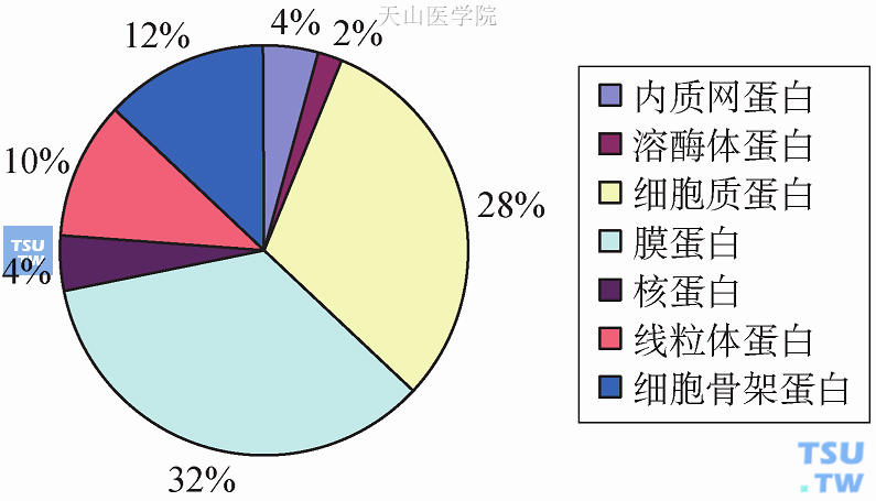 乳腺癌细胞中各类蛋白比例