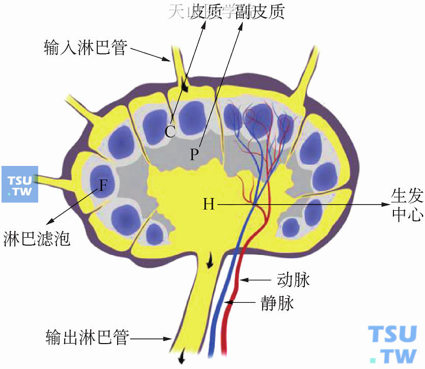 淋巴结构造图