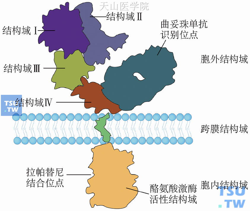 HER-2分子结构特点