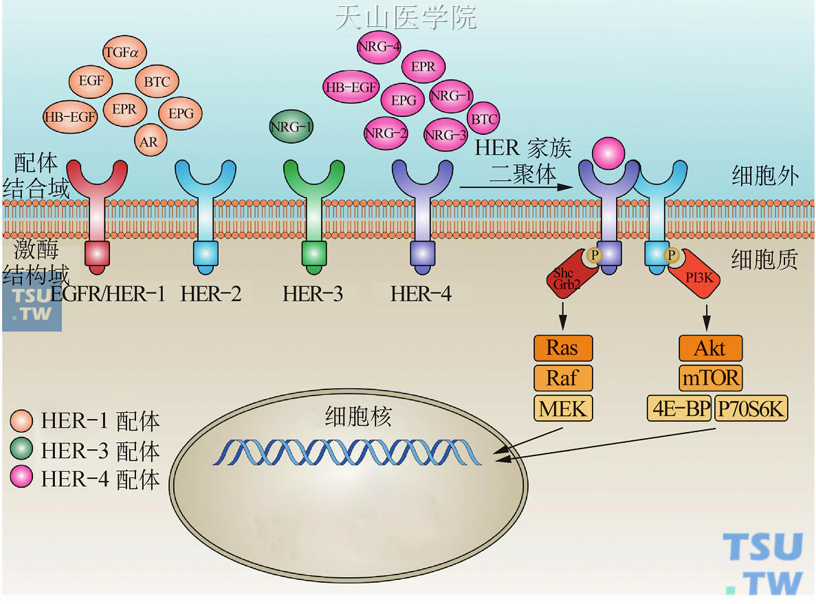 HER/ErbB家族信号通路