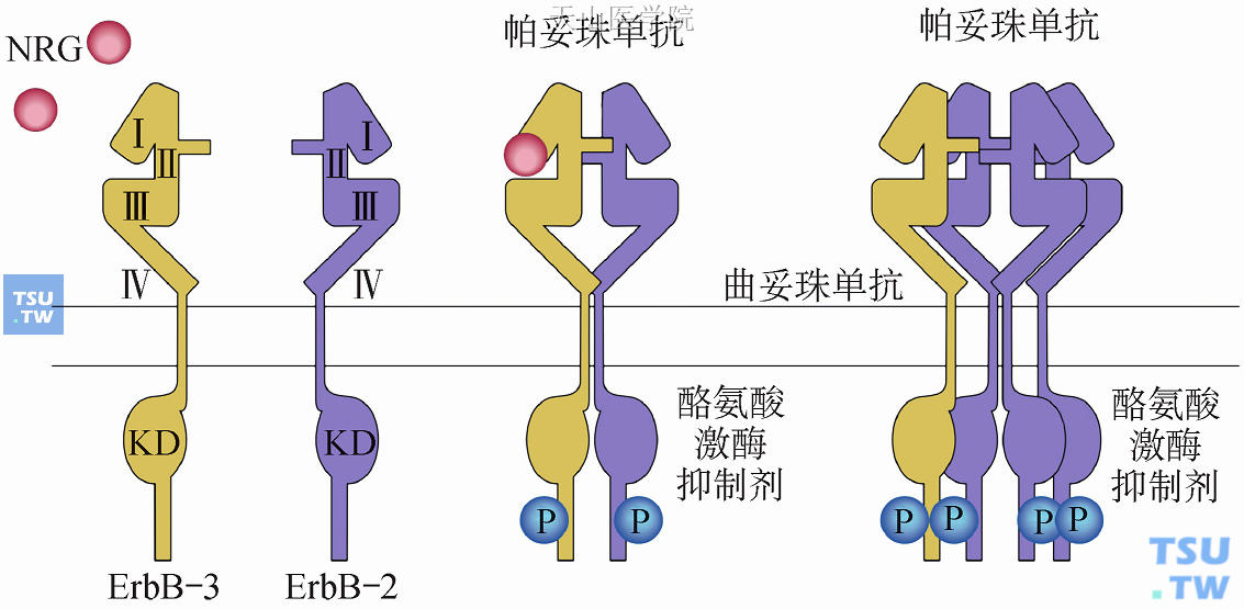 HER/ErbB家族蛋白与配体的结合
