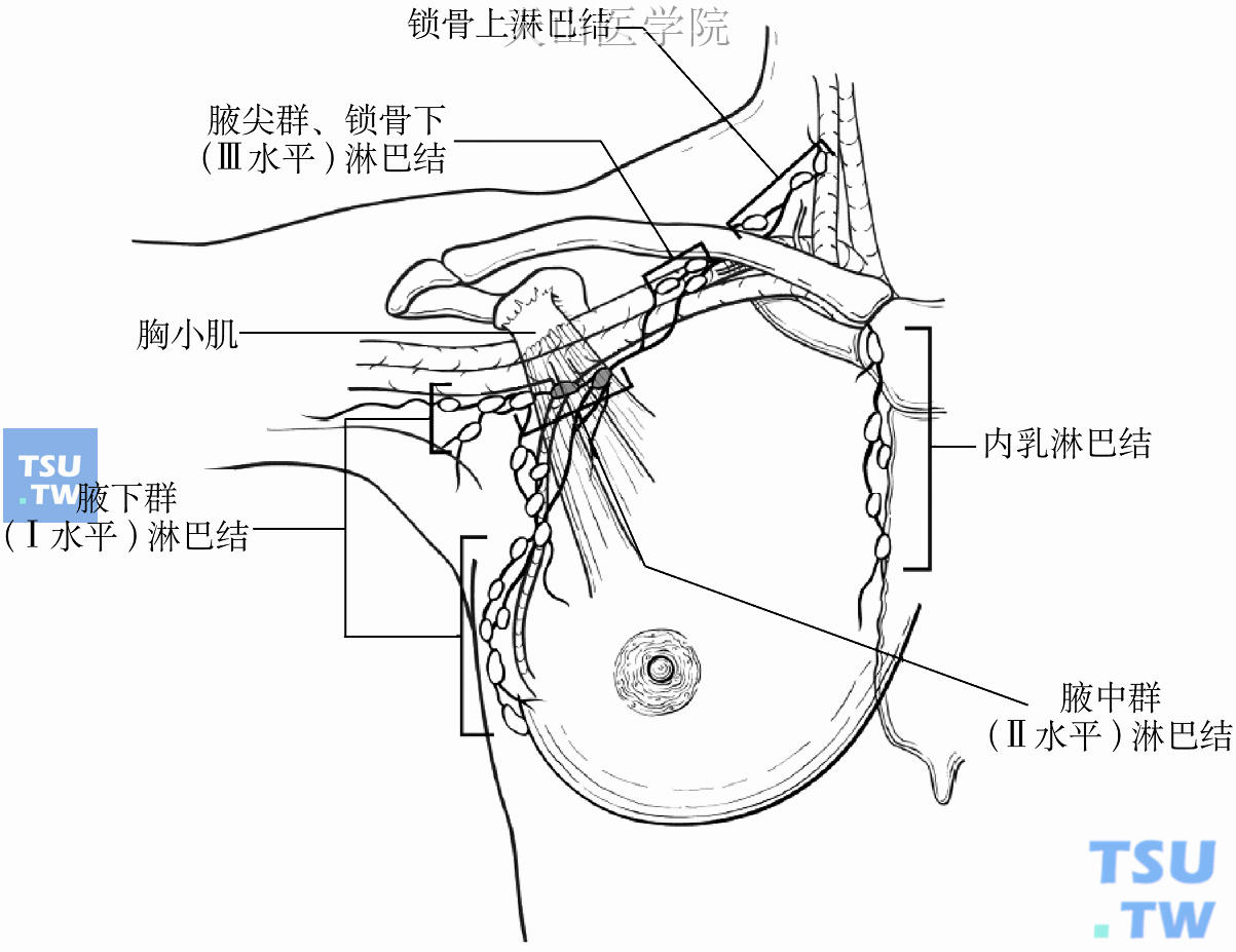 乳腺的区域淋巴结