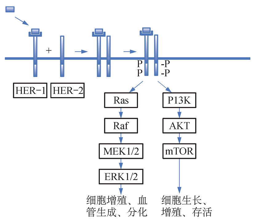 HER-2信号转导通路