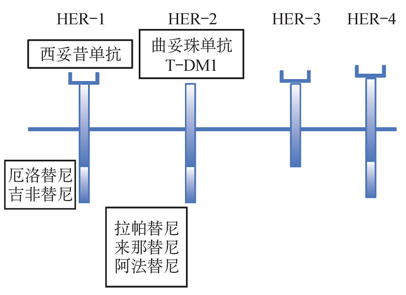 作用于表皮生长因子受体（EGFR）的酪氨酸激酶抑制剂