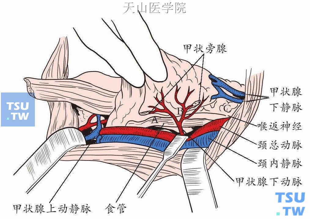 颈部手术：甲状腺血供及神经