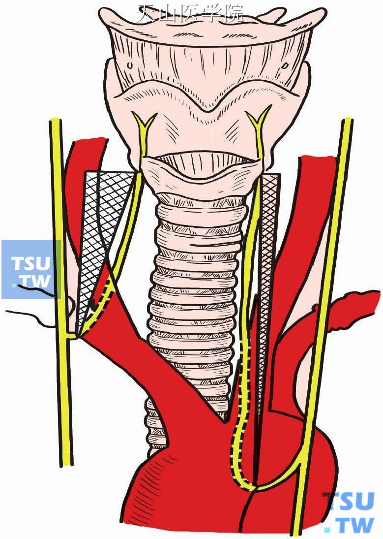 左、右喉返神经的行径