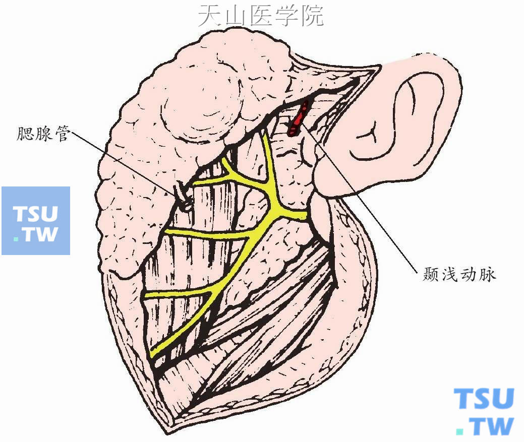 结扎、切断腮腺管