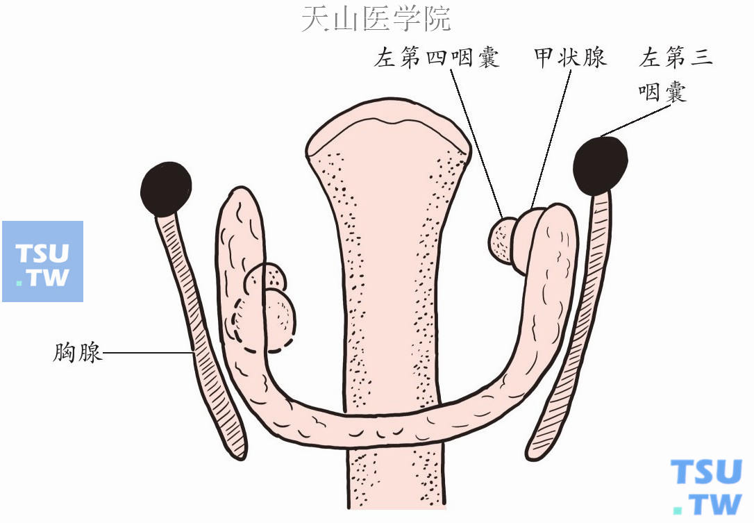 上甲状旁腺来自第四咽囊，下甲状旁腺来自第三咽囊，并与胸腺有密切关系