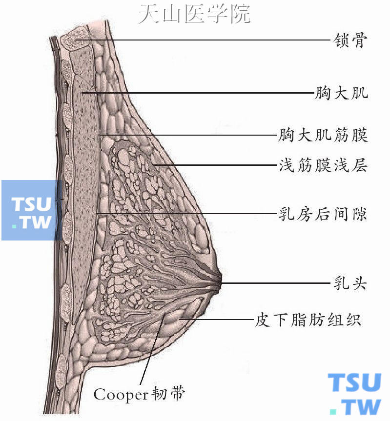 乳腺结构示意图