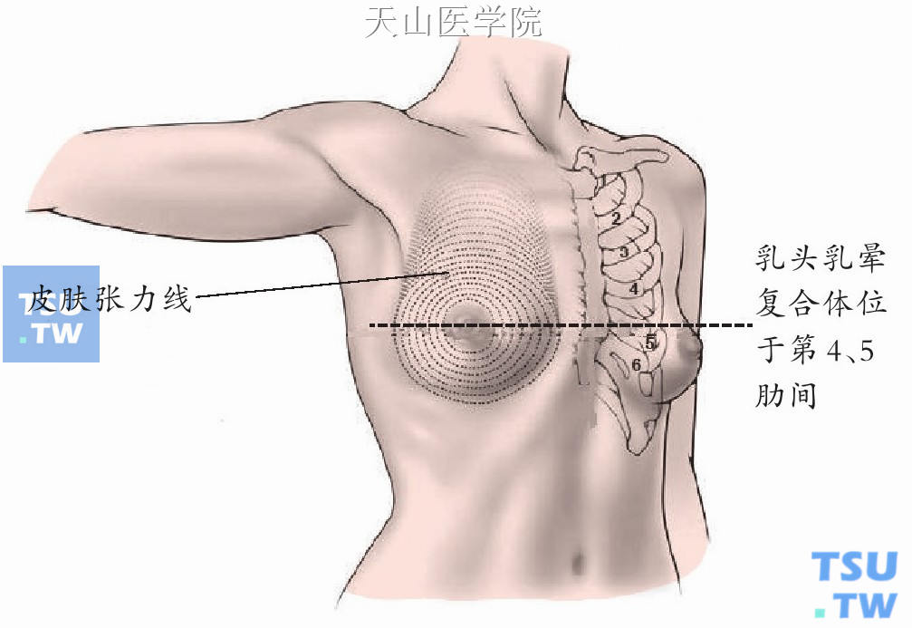 乳腺表面解剖