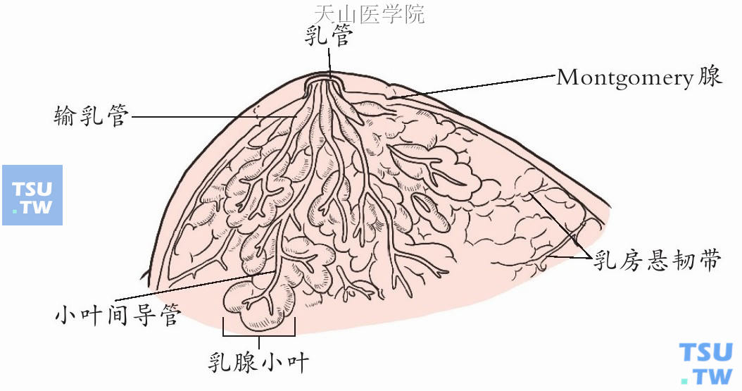 乳腺导管小叶系统示意图