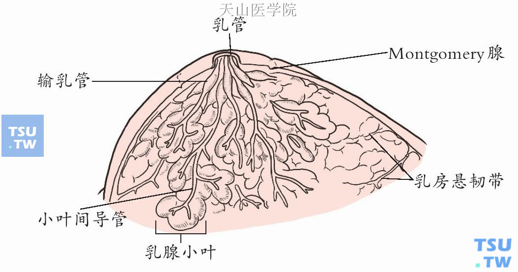 乳腺小叶解剖图图片