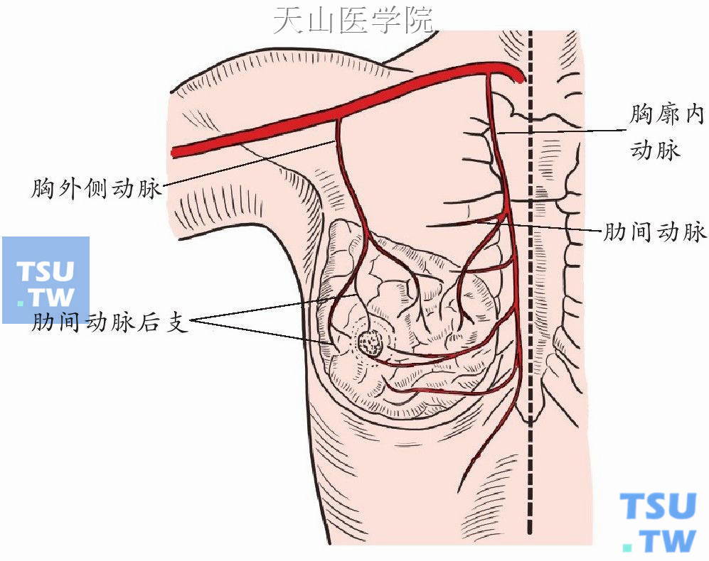 肩胛下静脉图片