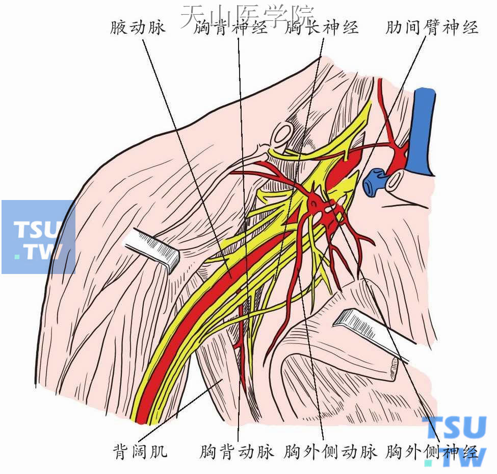 腋窝乳腺癌手术相关重要结构