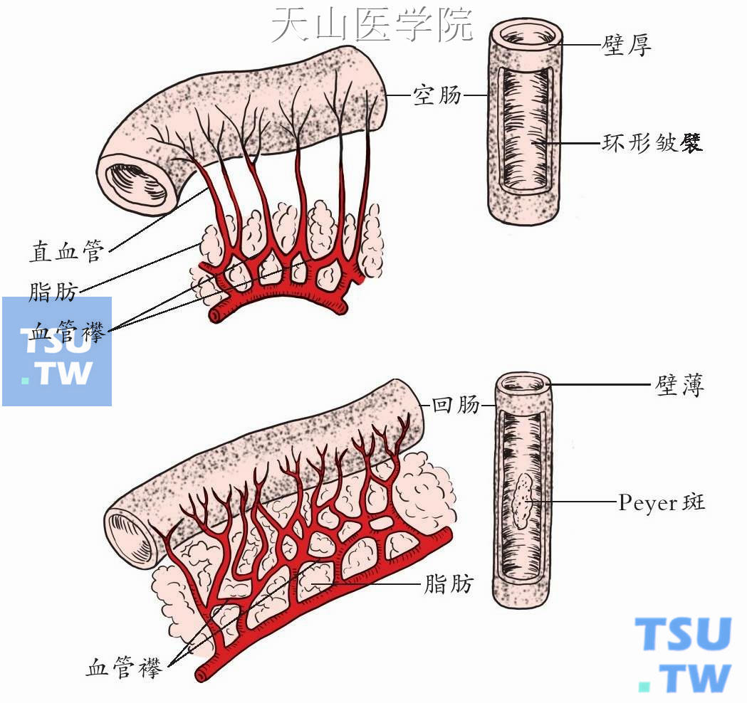 小肠手术应用解剖