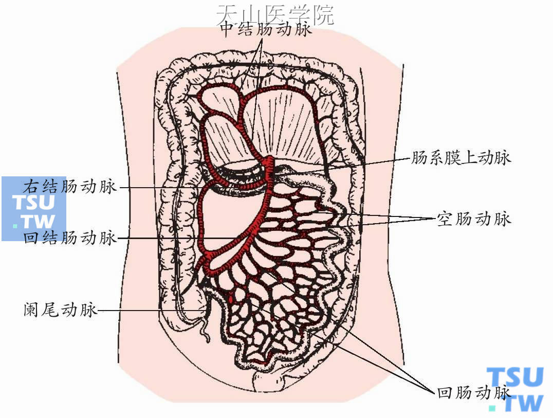 空肠、回肠的动脉供应