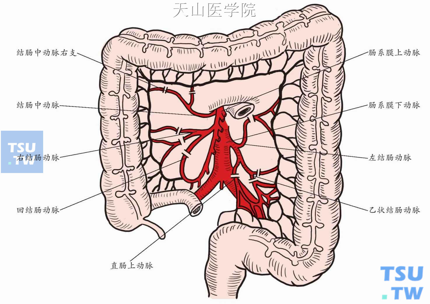 离断结肠系膜血管