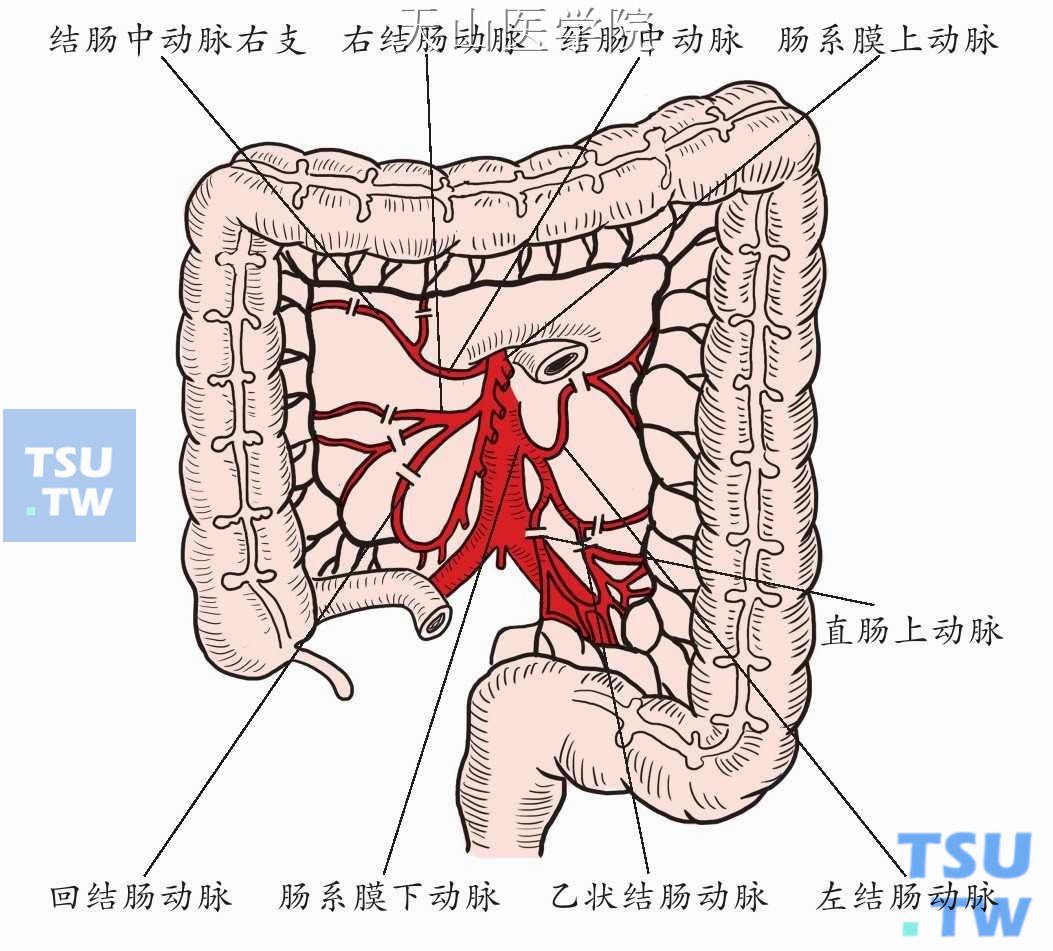 依次结扎、切断直肠上动（静）脉、乙状结肠、左结肠、结肠中、右结肠、回结肠动（静）脉