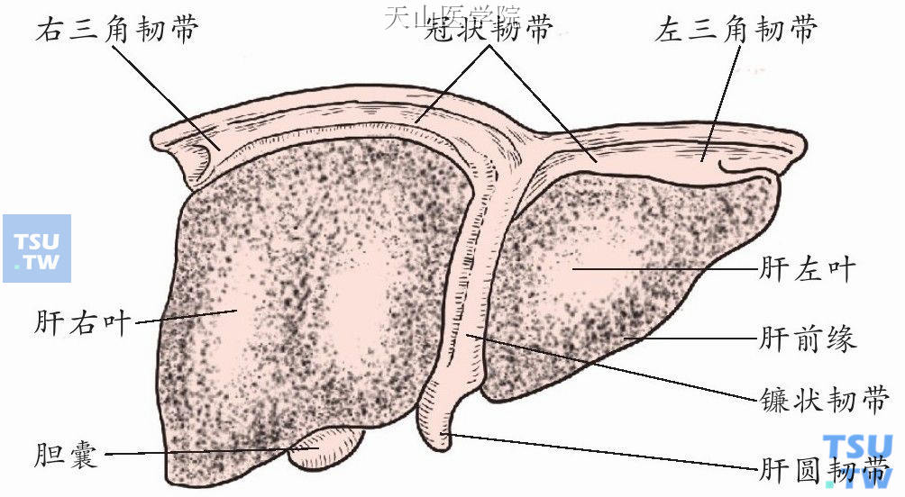 肝脏韧带（膈面）