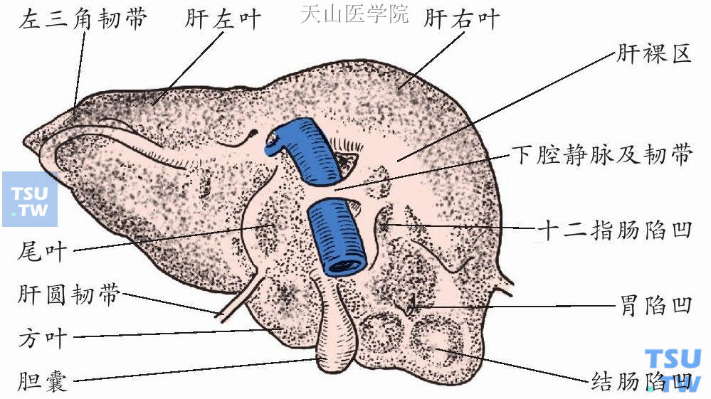 肝脏解剖韧带图片