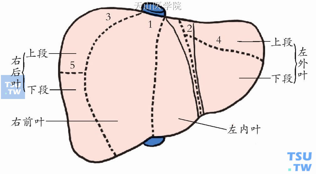肝脏的8个分段图叶法图片
