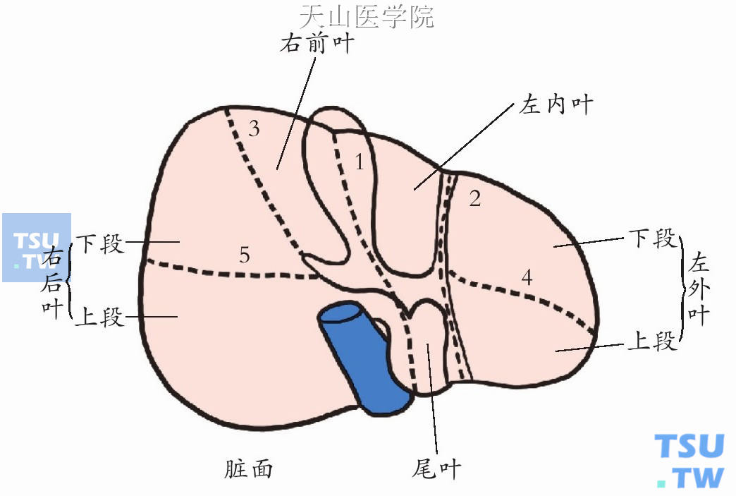 肝的脏面结构图片