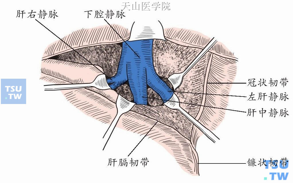 第二肝门解剖