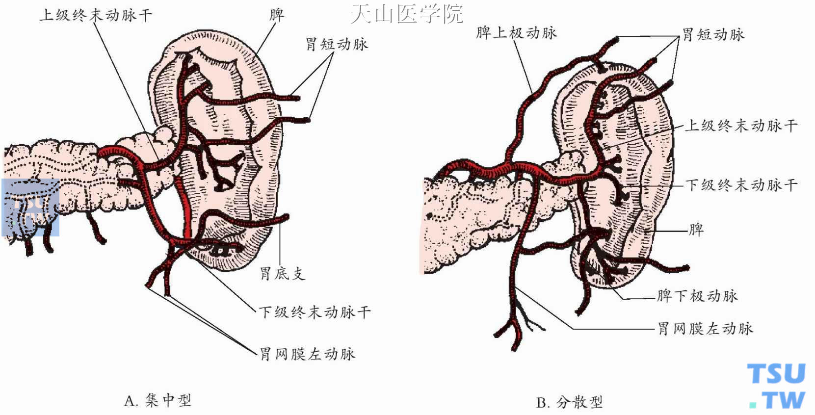 脾动脉解剖