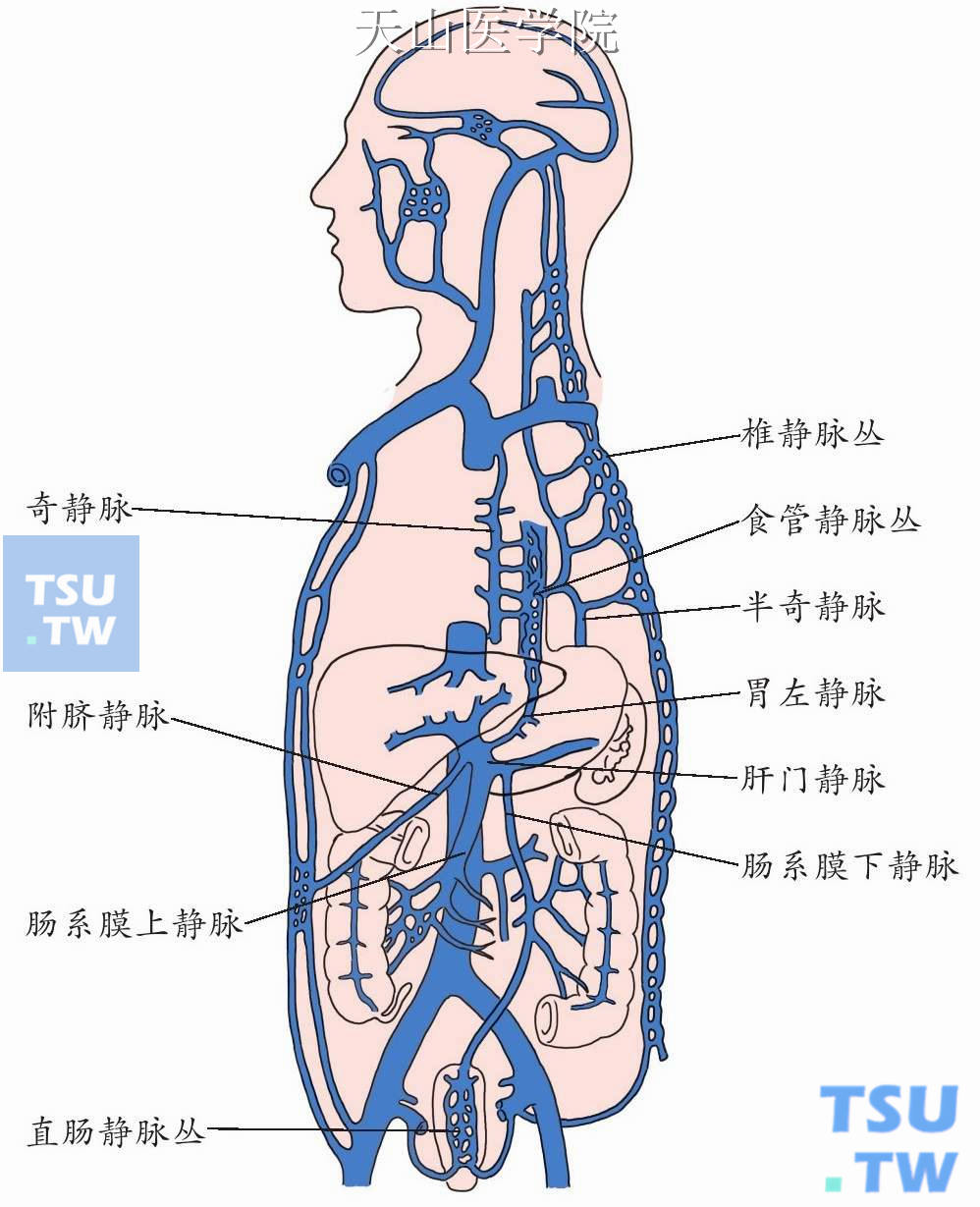 门静脉系与腔静脉系之间的交通支