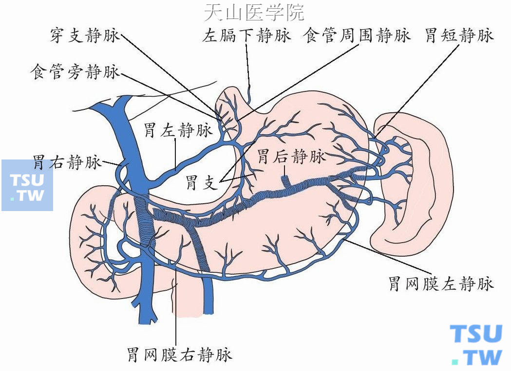 胃的门静脉系统