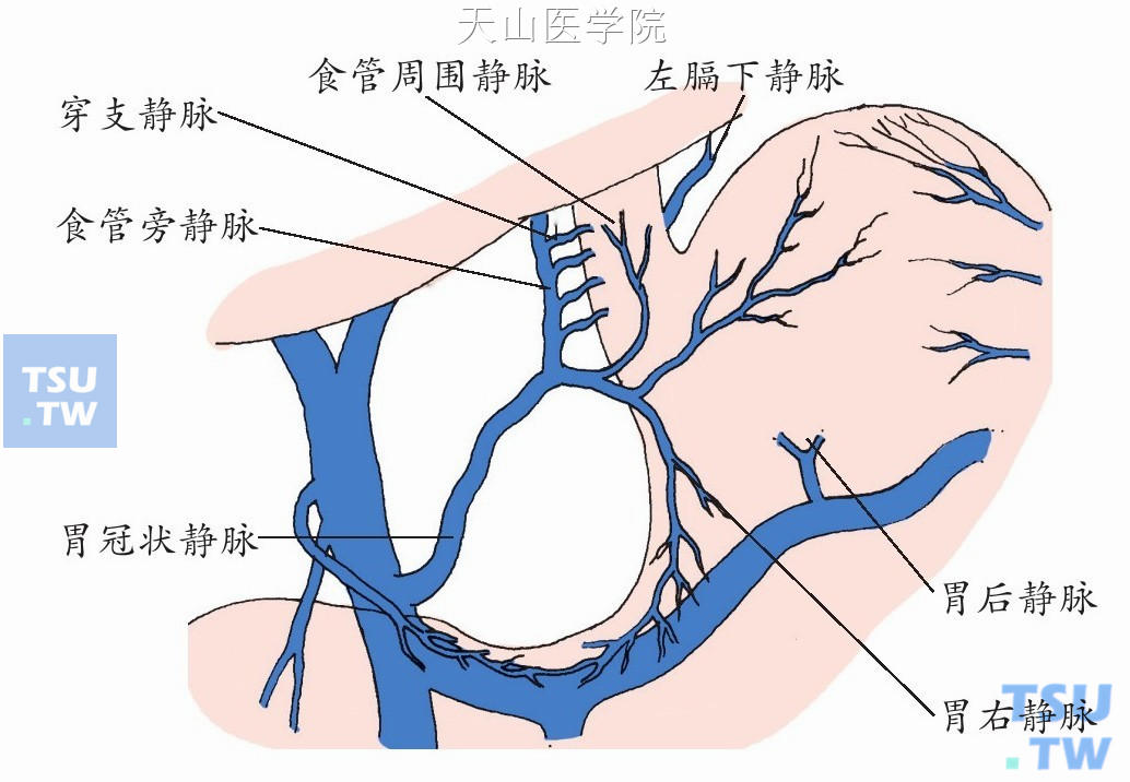 食管贲门区的静脉解剖示意如图