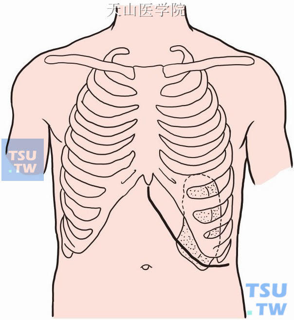 左肋骨位置图片图片