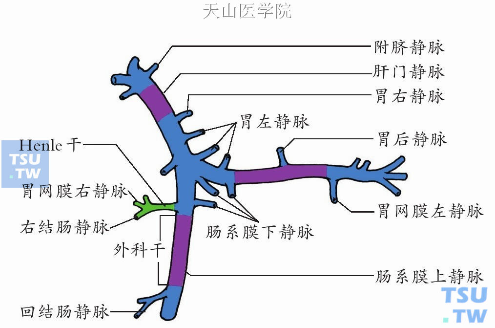 肝门静脉及其属支图片图片