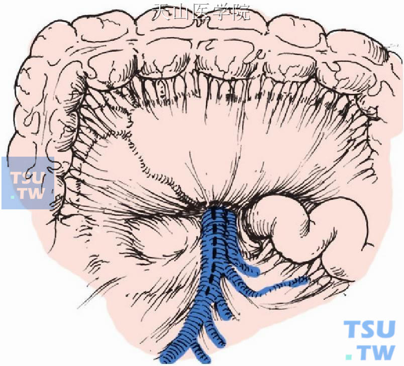 横结肠系膜根部显露肠系膜上静脉