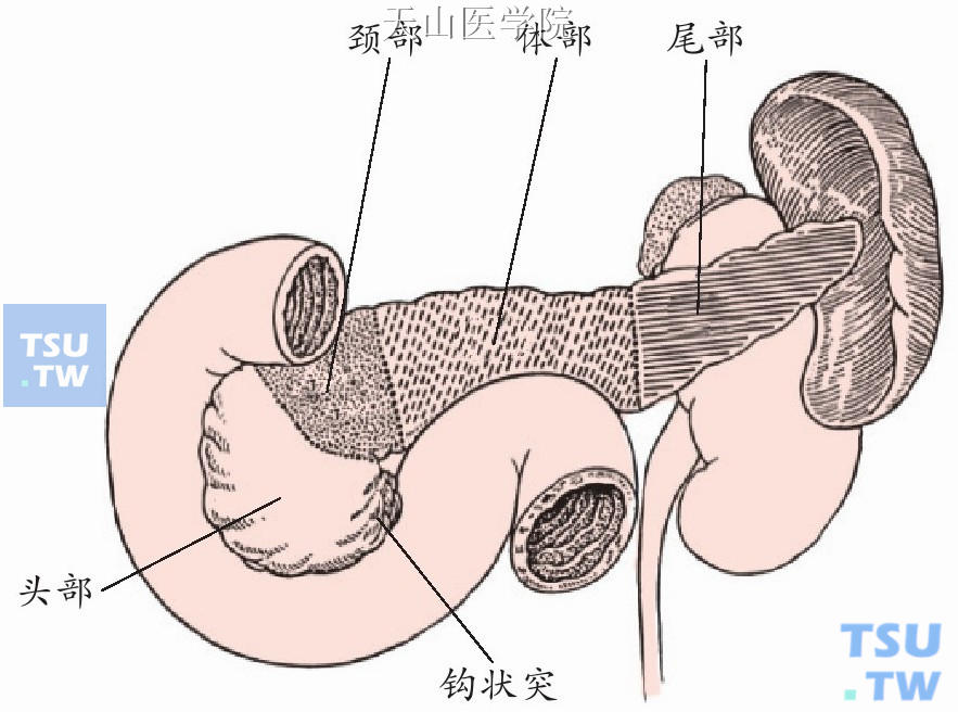 胰腺部位的划分