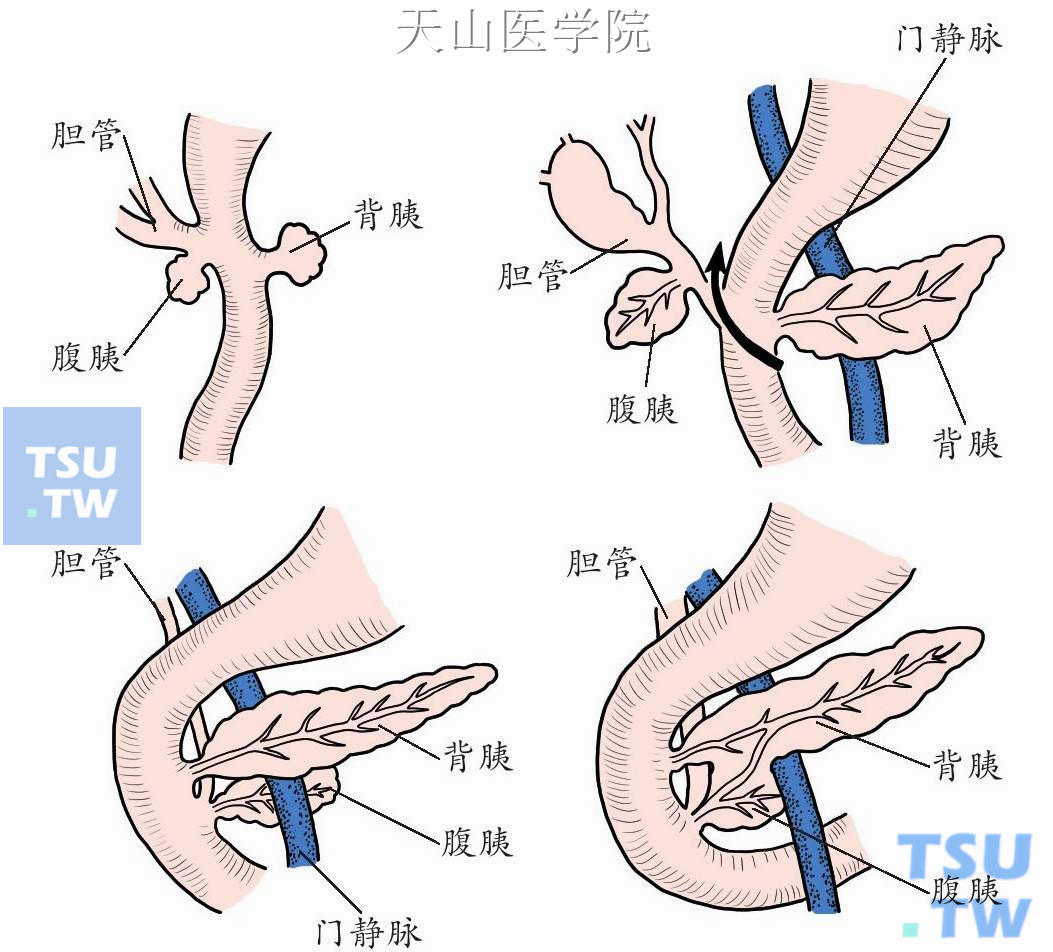 胰腺的发育过程